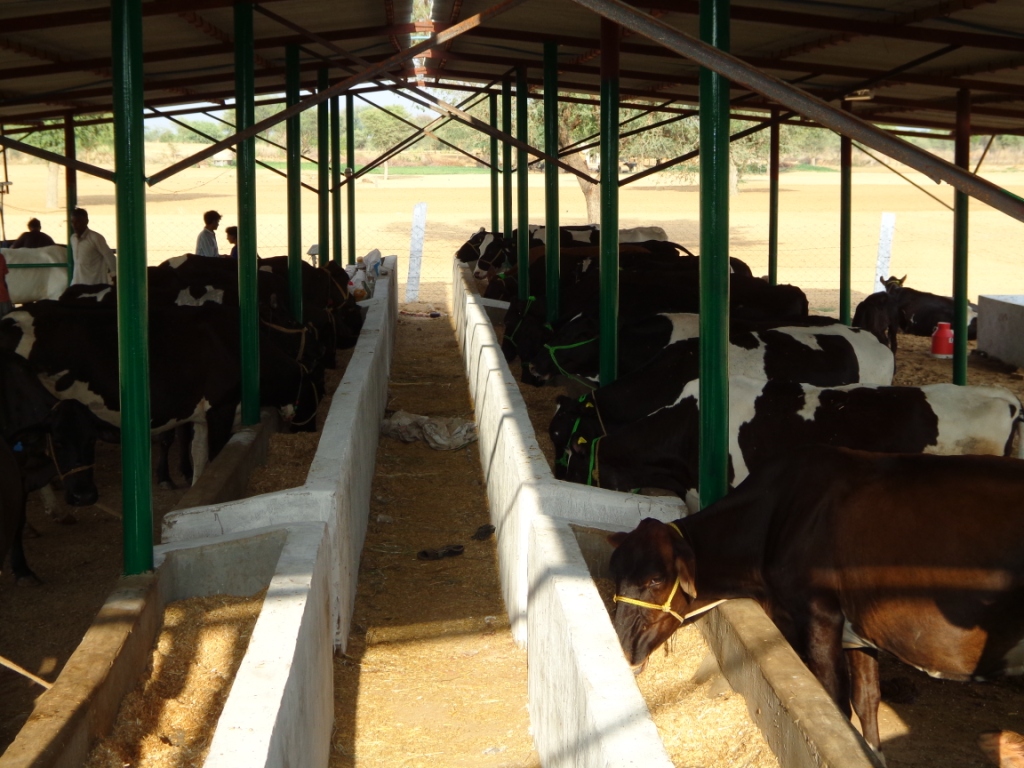 Ideas plan: Access Dairy farming shed construction india